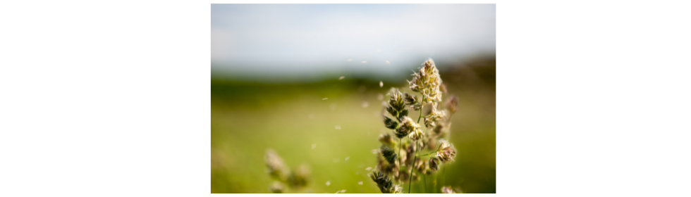 imagen de polen perjudicial para los alérgicos. se recomienda el uso de mascarilla en alergias